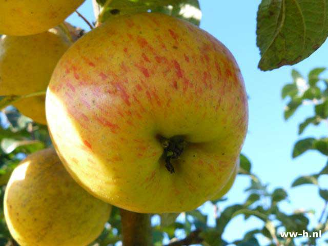 Malus domestica 'Groninger Pippeling' - Klik op de afbeelding om het venster te sluiten